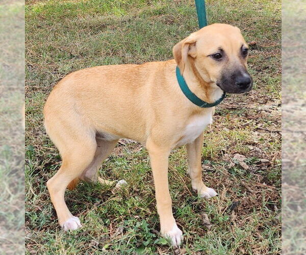 Medium Photo #3 Mutt Puppy For Sale in Wetumpka, AL, USA