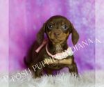 Small Photo #31 Dachshund Puppy For Sale in WARSAW, IN, USA