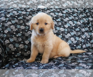 Golden Retriever Puppy for sale in SHILOH, OH, USA