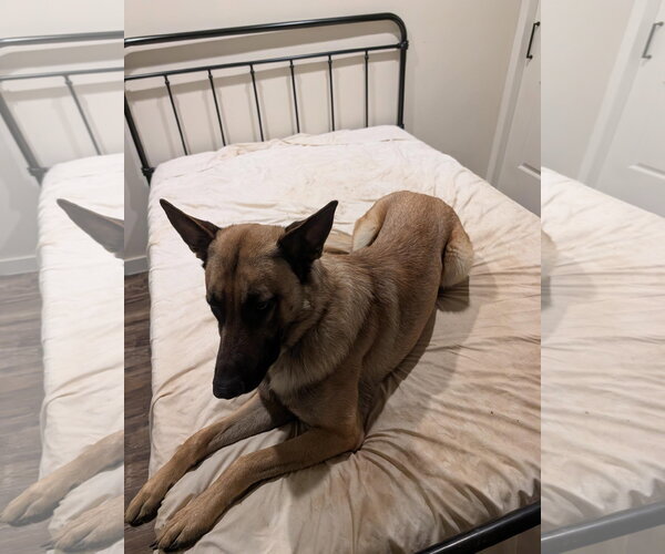 Medium Photo #1 Mutt Puppy For Sale in San Diego, CA, USA