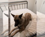 Scout - Male Mutt Dog for Adoption - Small photo