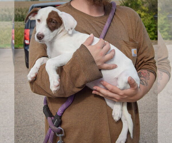 Medium Photo #2 Borador Puppy For Sale in Huntley, IL, USA