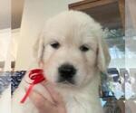 Small Photo #4 English Cream Golden Retriever Puppy For Sale in OCEANSIDE, CA, USA