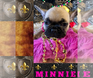 French Bulldog Puppy for sale in HEATHROW, FL, USA