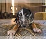 Litter of 6 - Male Catahoula Leopard Dog Puppy for Sale - Photo #7