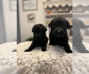 Labradoodle Puppy for sale in BENTON, IL, USA