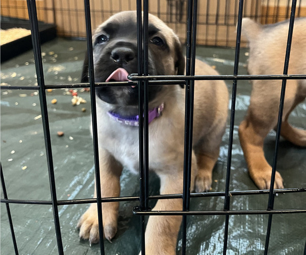 Medium Photo #57 Boerboel-Cane Corso Mix Puppy For Sale in MARION, OH, USA