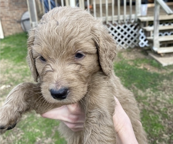 Medium Photo #5 Goldendoodle Puppy For Sale in ARKOMA, OK, USA