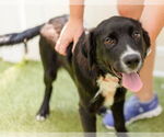 Small #3 Retriever  Mix