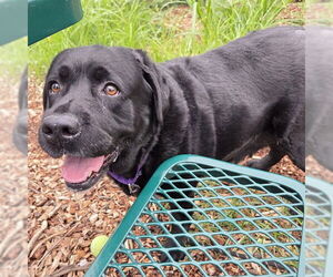 Labrador Retriever Dogs for adoption in Waterford, VA, USA