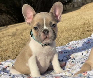 Doberman Pinscher Puppy for sale in POWDER SPRINGS, GA, USA