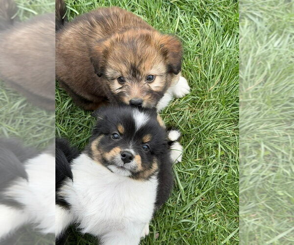 Medium Photo #4 Australian Shepherd-Unknown Mix Puppy For Sale in Aurora, IN, USA