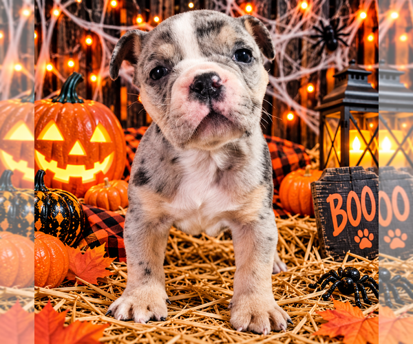 Medium Photo #1 Olde English Bulldogge Puppy For Sale in NILES, MI, USA