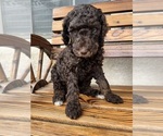 Small Photo #3 Poodle (Standard) Puppy For Sale in BAKERSFIELD, CA, USA
