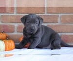 Small Photo #2 Labrador Retriever Puppy For Sale in FREDERICKSBG, OH, USA
