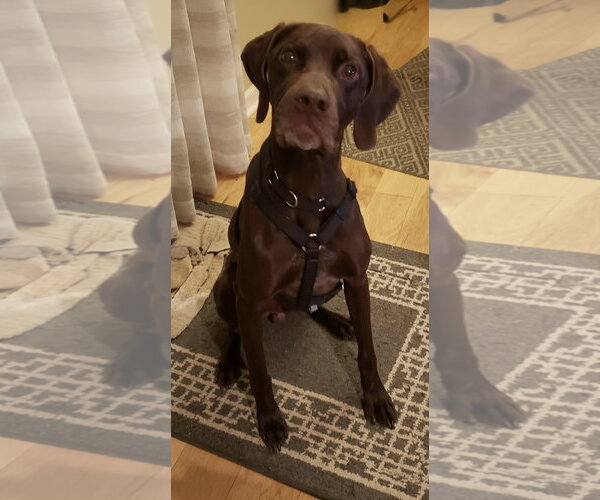 Medium Photo #3 German Shorthaired Pointer Puppy For Sale in Newfoundland, PA, USA