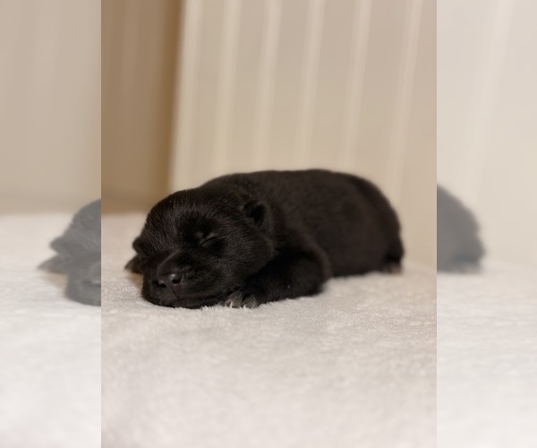 Medium Photo #3 Siberian Husky Puppy For Sale in HEMET, CA, USA