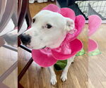 Small #10 American Pit Bull Terrier Mix