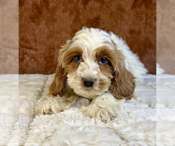 Medium Photo #2 Cock-A-Poo Puppy For Sale in OCALA, FL, USA