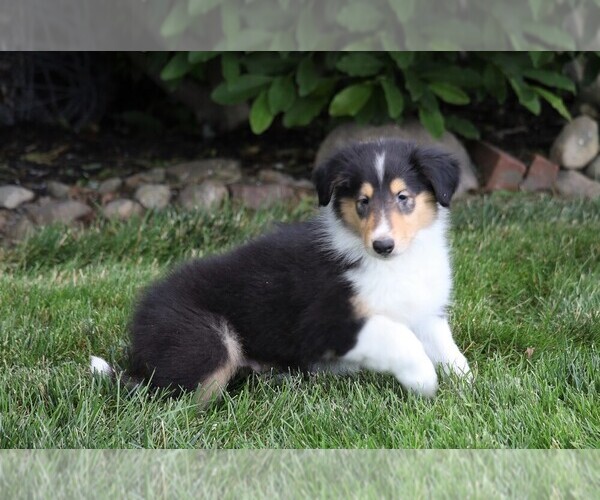 Medium Photo #2 Collie Puppy For Sale in FREDERICKSBG, OH, USA