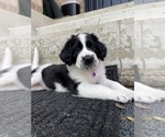 Small #3 Saint Berdoodle