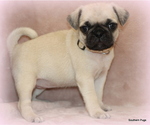 Small Photo #45 Pug Puppy For Sale in WINNSBORO, TX, USA