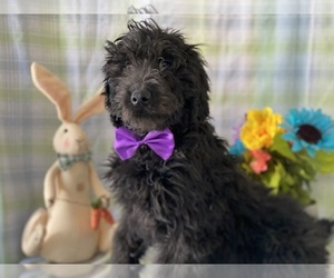 Goldendoodle Puppy for sale in LANCASTER, PA, USA