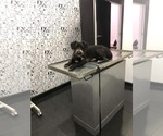 Small #3 Tibetan Terrier Mix