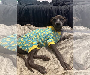 Beans - Male Mutt Dog for Adoption - Photo #8