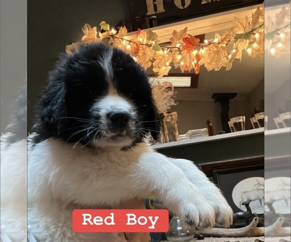 Medium Photo #1 Newfoundland Puppy For Sale in COOK, WA, USA