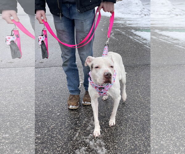 Medium Photo #12 Pointer-Unknown Mix Puppy For Sale in Clarkston, MI, USA