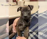 Small #6 American Staffordshire Terrier-German Shepherd Dog Mix