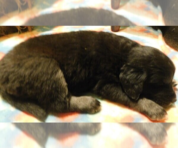 Medium Photo #16 Golden Labrador Puppy For Sale in MESA, CO, USA