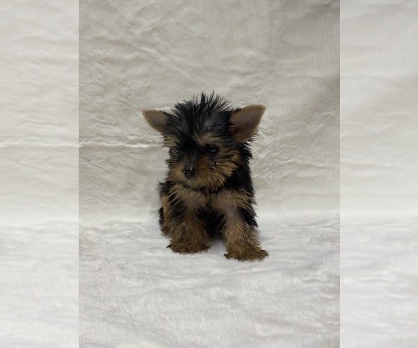 Medium Photo #1 Yorkshire Terrier Puppy For Sale in ADDISON, TX, USA
