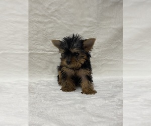Yorkshire Terrier Puppy for sale in ADDISON, TX, USA