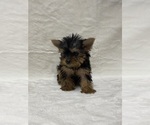 Small Photo #1 Yorkshire Terrier Puppy For Sale in ADDISON, TX, USA