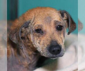 Dachshund-Unknown Mix Dogs for adoption in San Antonio, TX, USA