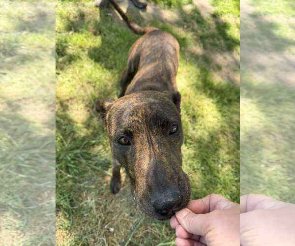 Medium Photo #1 Plott Hound-Unknown Mix Puppy For Sale in Woodbury, NY, USA