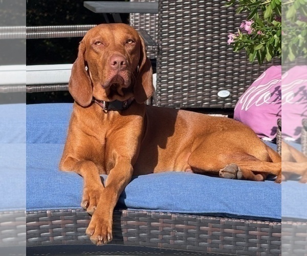 Medium Photo #1 Vizsla Puppy For Sale in ROYSTON, GA, USA