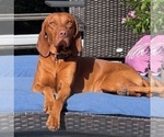 Small Photo #1 Vizsla Puppy For Sale in ROYSTON, GA, USA