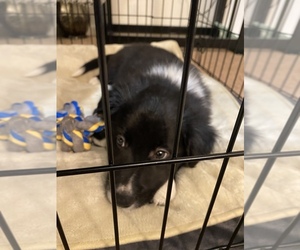 Border Collie Puppy for sale in EVANS MILLS, NY, USA