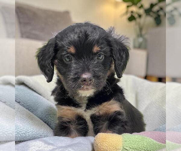 Medium Photo #1 Chihuahua-Colonial Cocker Spaniel Mix Puppy For Sale in San Diego, CA, USA