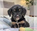 Small Chihuahua-Colonial Cocker Spaniel Mix