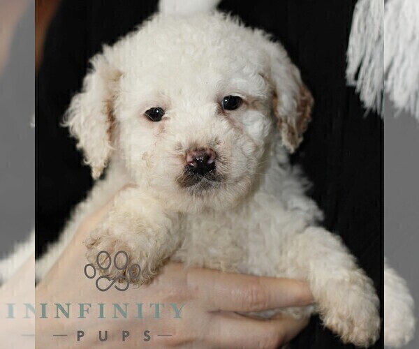 Medium Photo #4 Poodle (Miniature) Puppy For Sale in LEOLA, PA, USA
