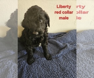 Medium Goldendoodle