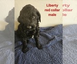 Puppy Liberty Goldendoodle