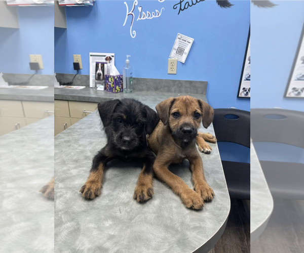 Medium Photo #2 Mutt Puppy For Sale in Oakhurst, NJ, USA