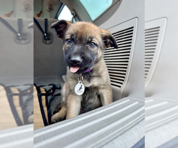 Medium Photo #2 German Shepherd Dog Puppy For Sale in West Sacramento, CA, USA