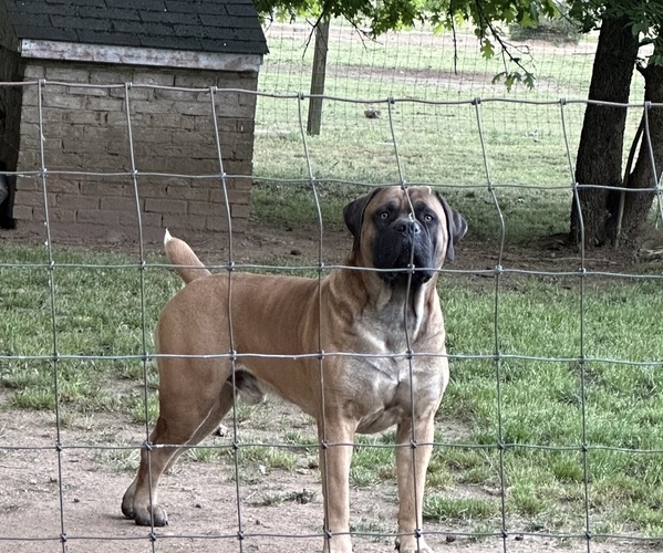 Medium Photo #1 Boerboel Puppy For Sale in harrisburg, NC, USA