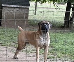 Small Photo #1 Boerboel Puppy For Sale in harrisburg, NC, USA
